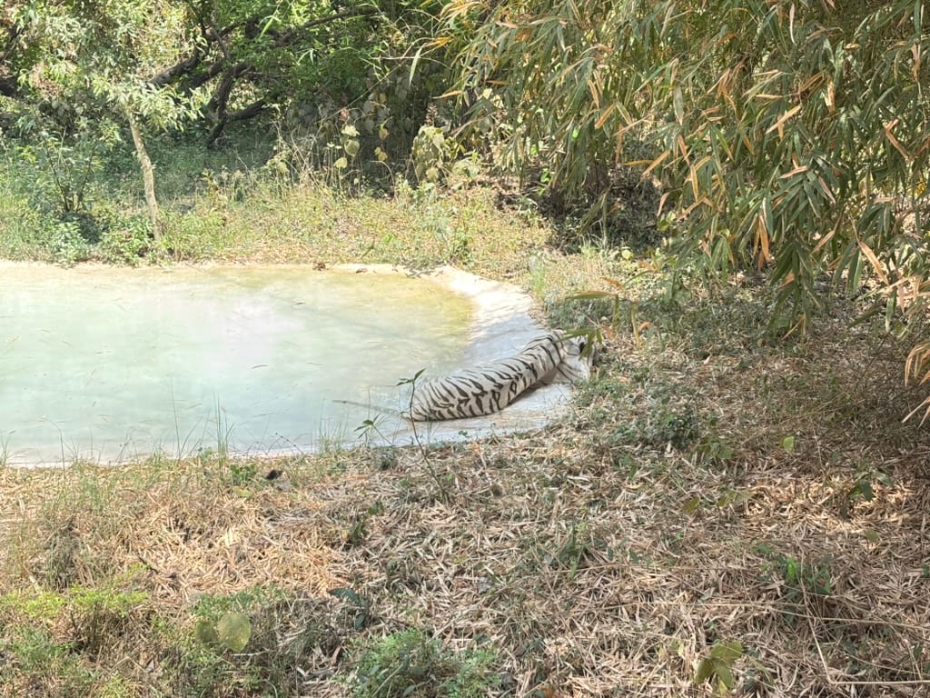 white tiger relaxing near a water body
